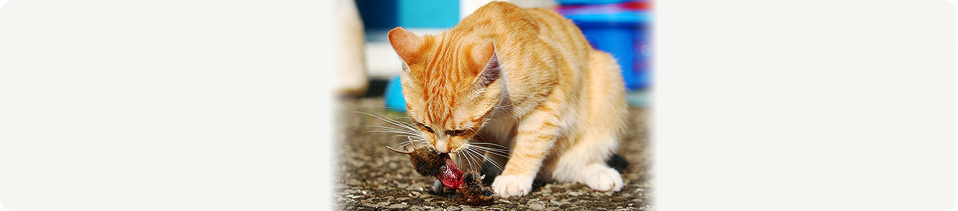 ネコカリシウイルス (猫カリシウイルス感染症)