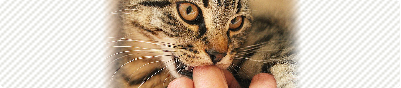 パルボウイルス (猫コロナウイルス感染症、猫コロナウイルス感染症)