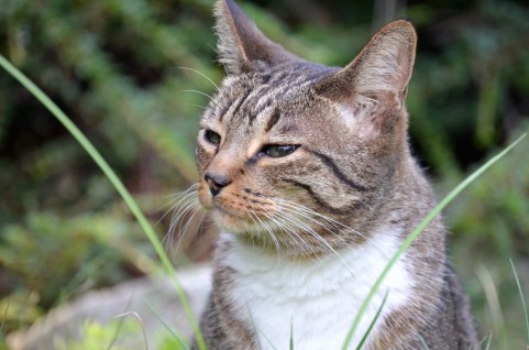 猫風邪など考えられる感染症の種類