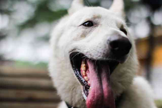 口臭の原因(犬)