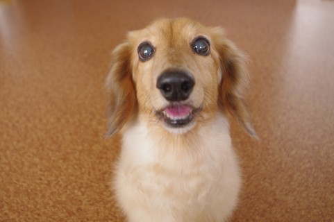 考えられる病気の種類(犬)