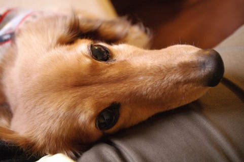 目やにが出る原因(犬)