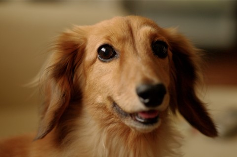 予防するには?(犬)