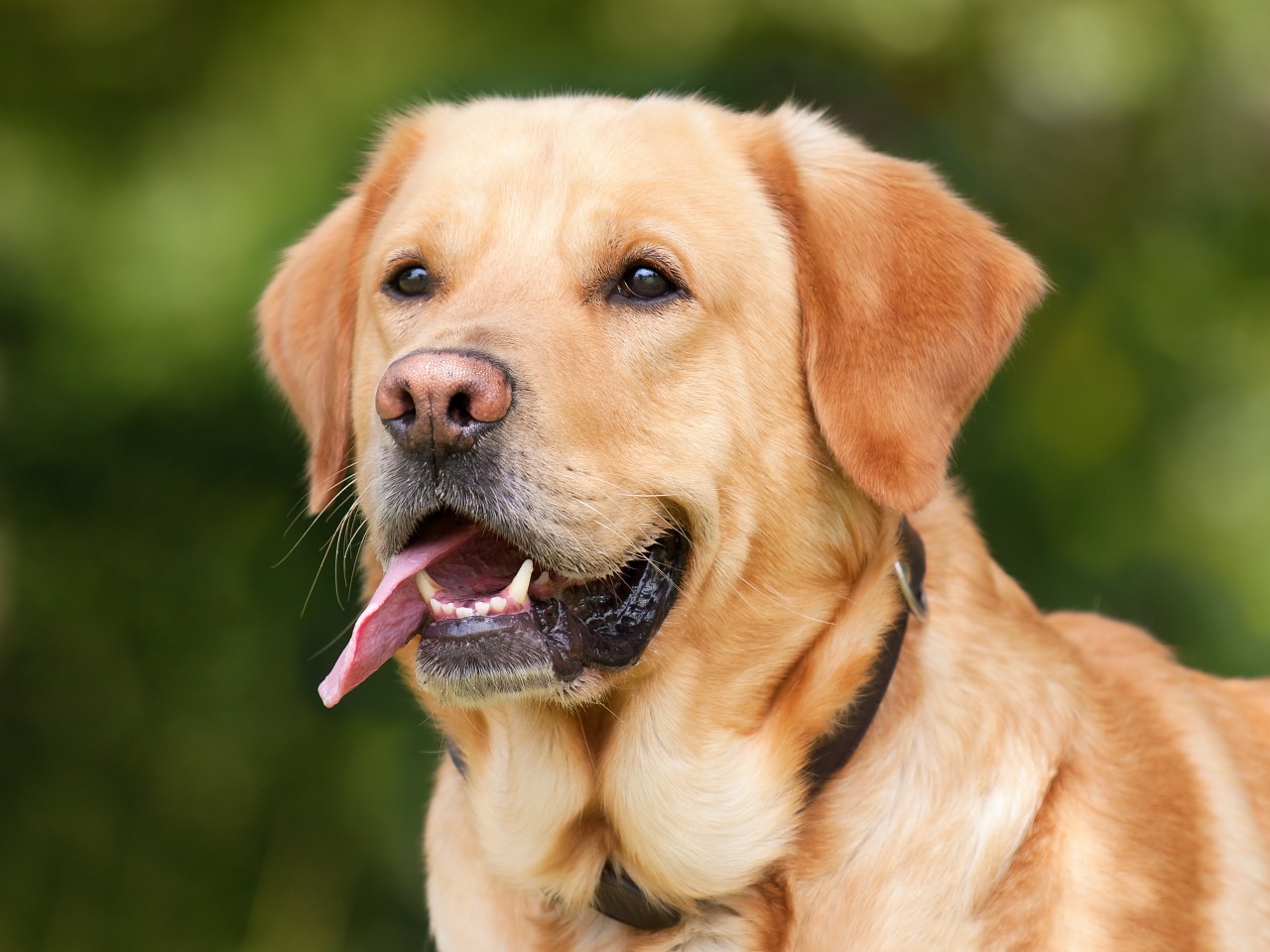 対策は?(犬)