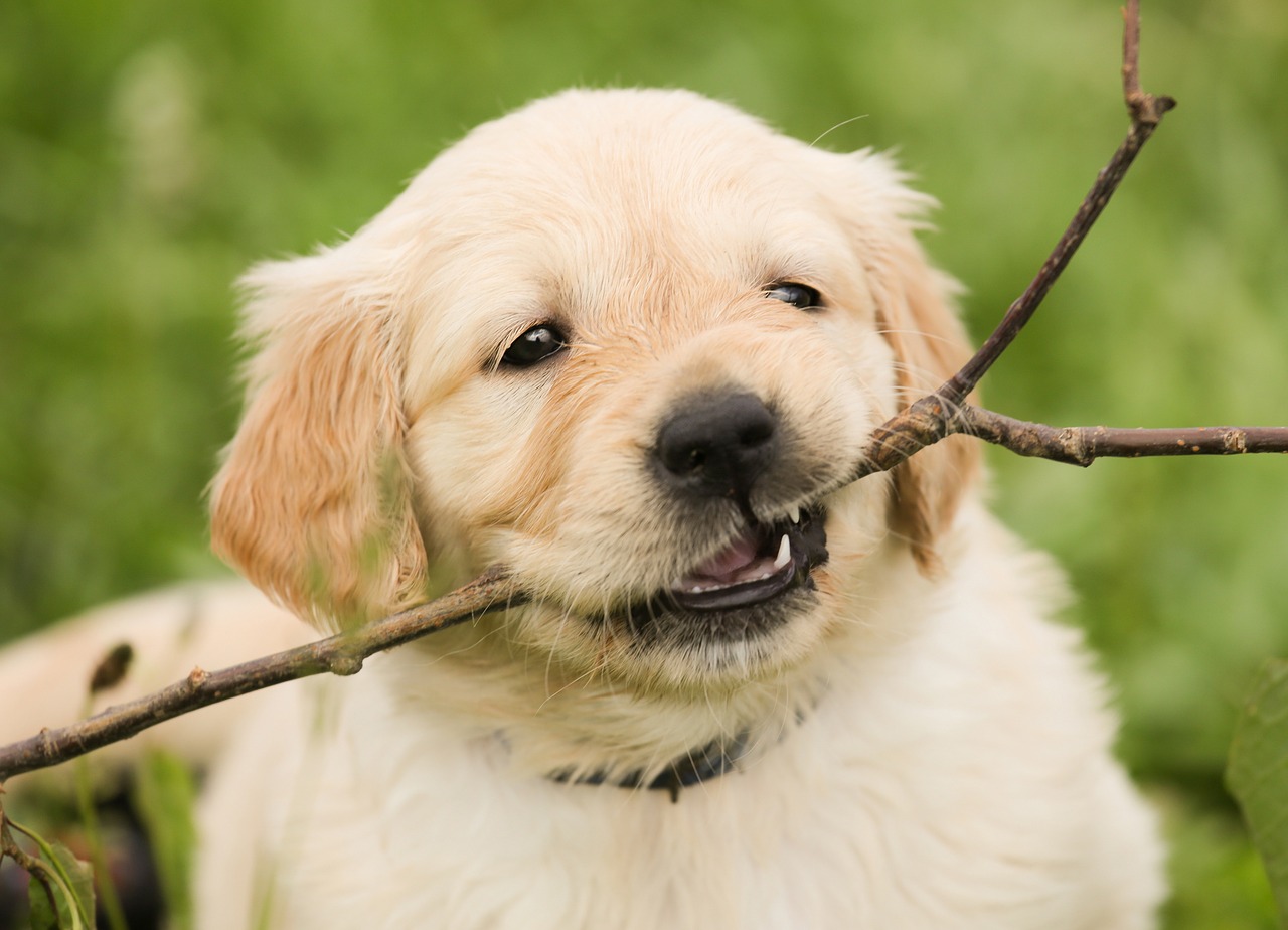 くしゃみの原因は?(犬)