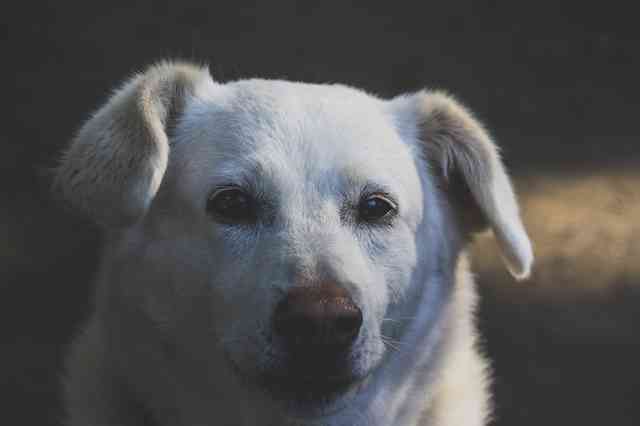 鼻水が出る原因(犬)