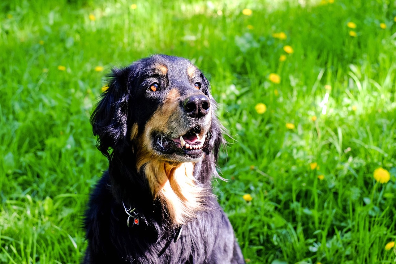 歯石によって考えられる病気(犬)