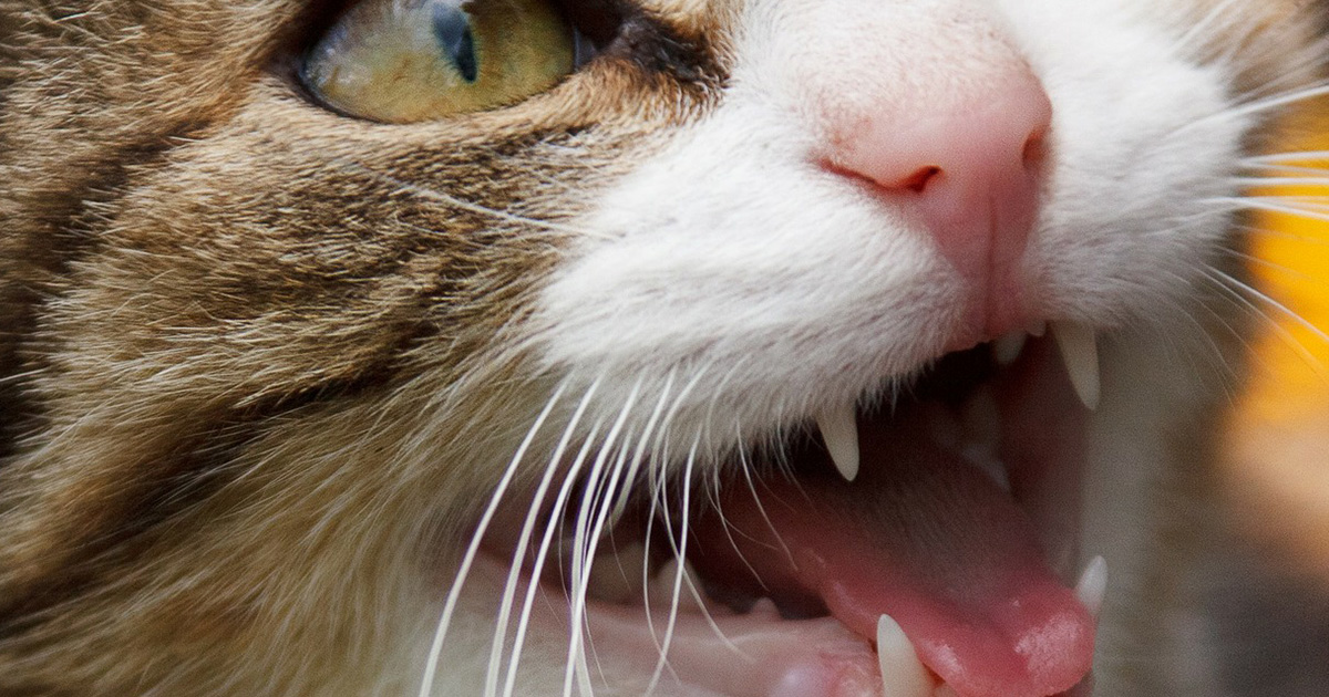 猫の歯は何本あるでしょう