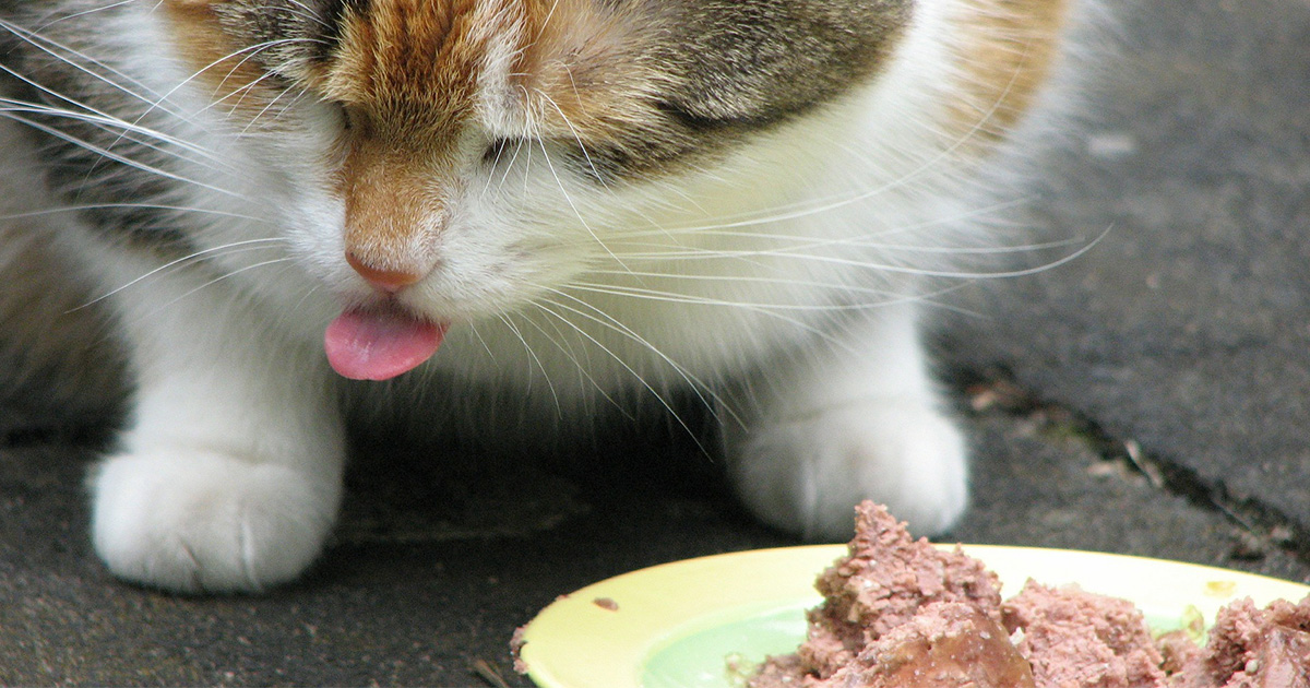 猫がネギ類を食べてはダメなのはどうして