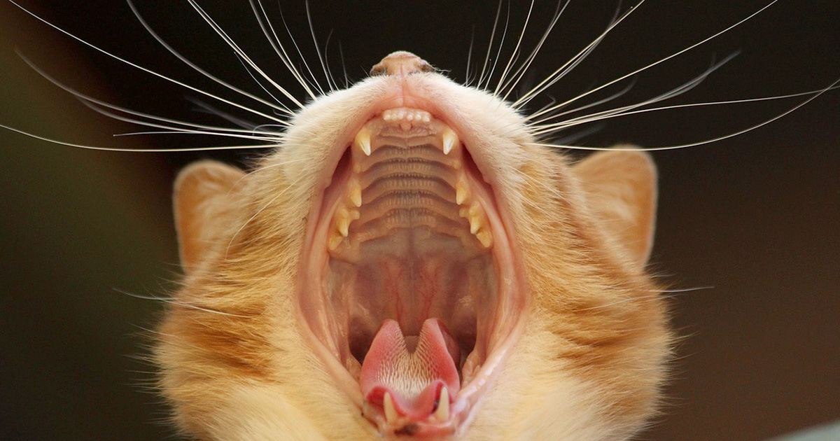 猫の歯はいつ生え変わるの