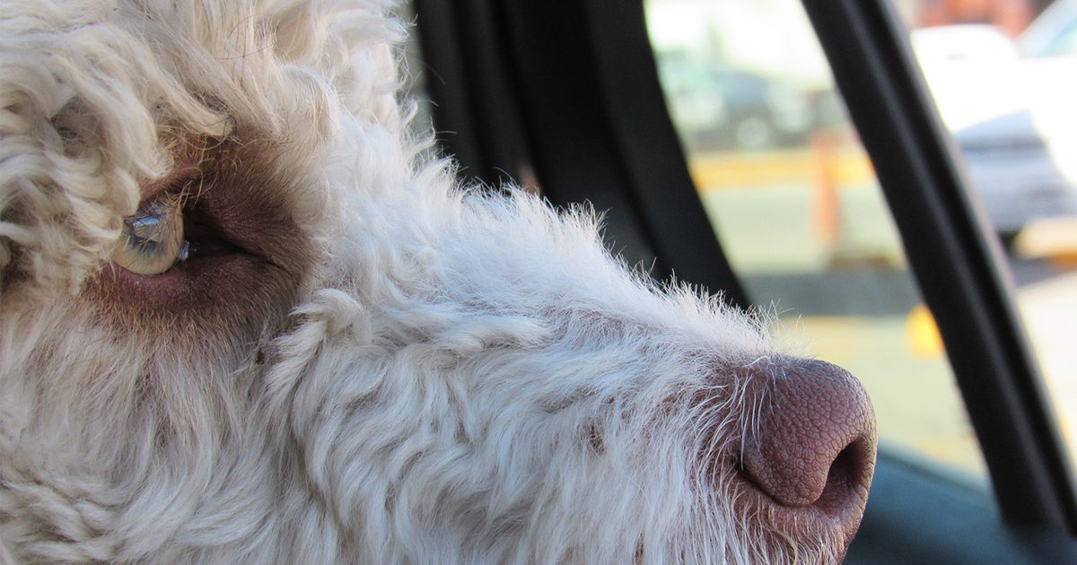 寒い季節の愛犬と一緒の車内、ニオイ対策どうしてる？。
