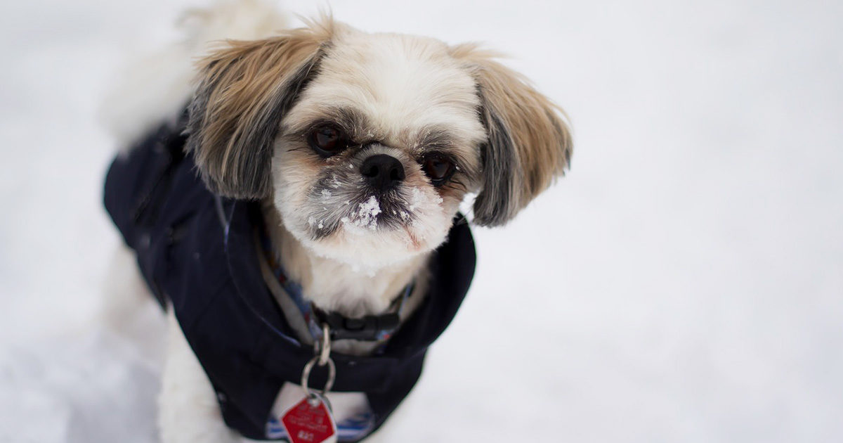 雪の日！愛犬とのお散歩で気をつけることは？