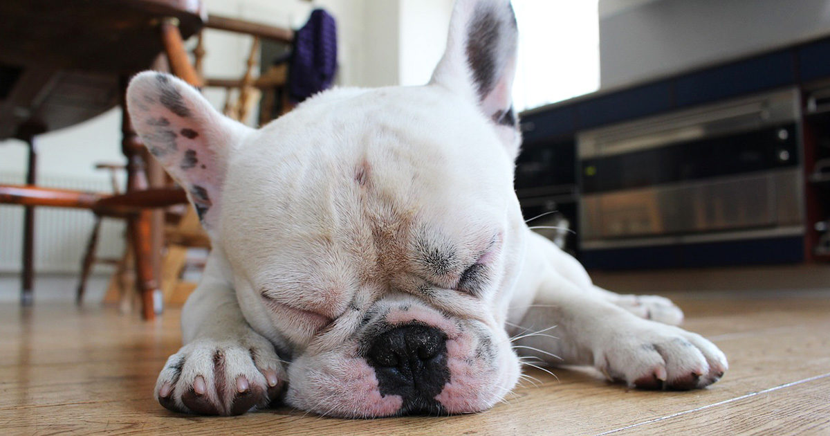 犬の睡眠時間ってどのくらい？うちのワンコ、寝ている時間が長い気がして心配です！