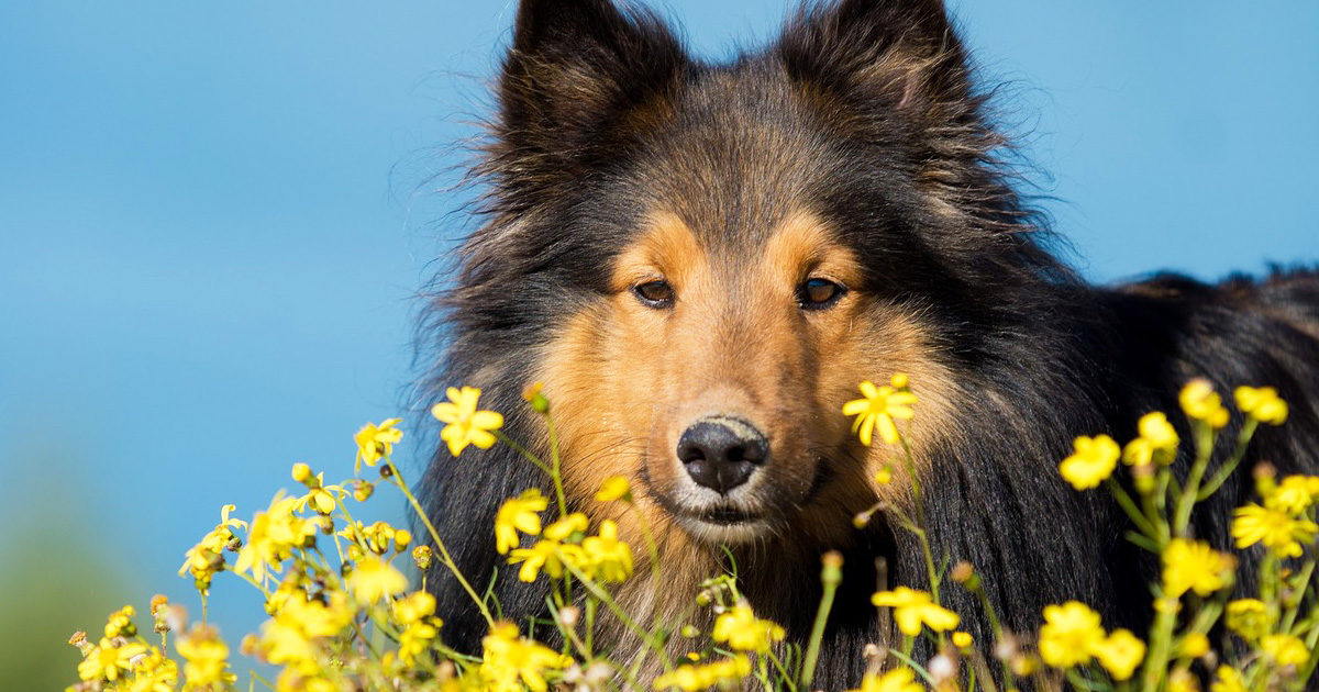 なんだか愛犬がむず痒そう！犬にも花粉症ってあるの？