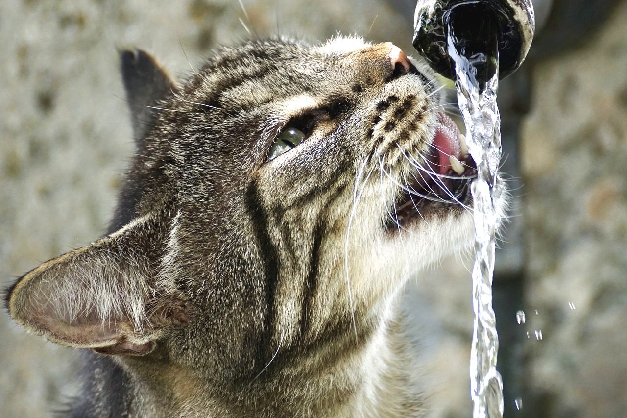 猫の水を飲む量が増えた。これって病気？