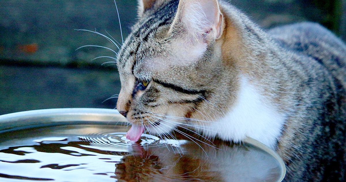 猫がたくさん水を飲むんだけど