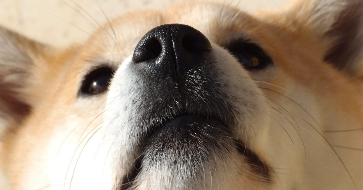 犬の鼻毛とくしゃみの関係