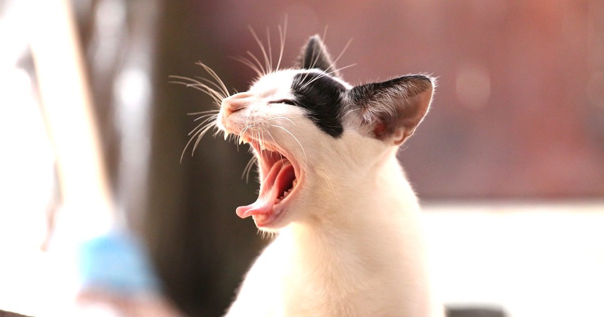 暑い時期は余計に気になってしまう飼い猫の口臭の原因と対策法