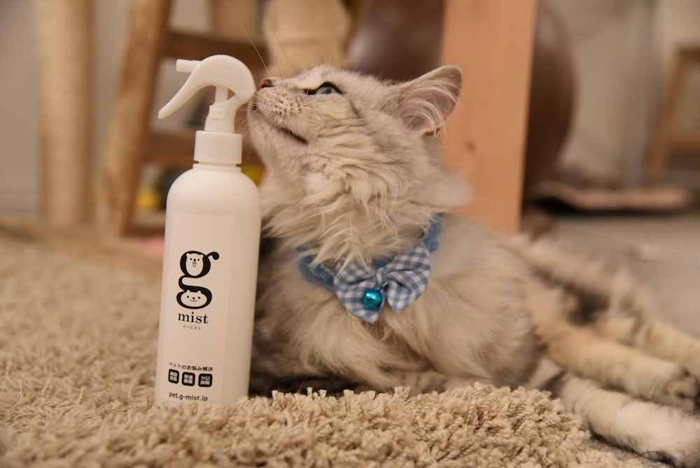 ジーミストと猫